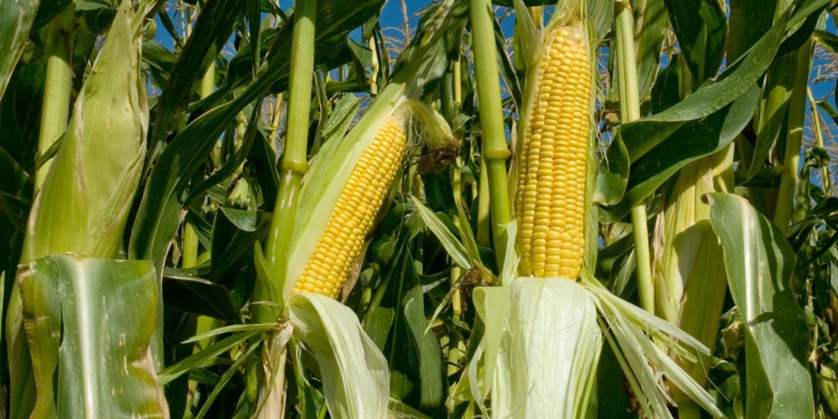 Advierten que falta de agua pronto impactará precio del maíz