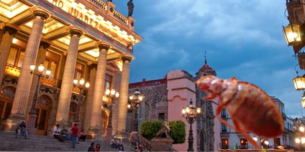 Preocupa a gobierno de Guanajuato capital que visitantes del FIC “traigan chinches“