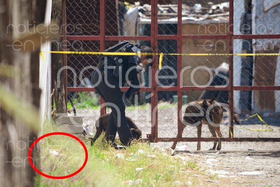 Cachorro encuentra restos humanos en León