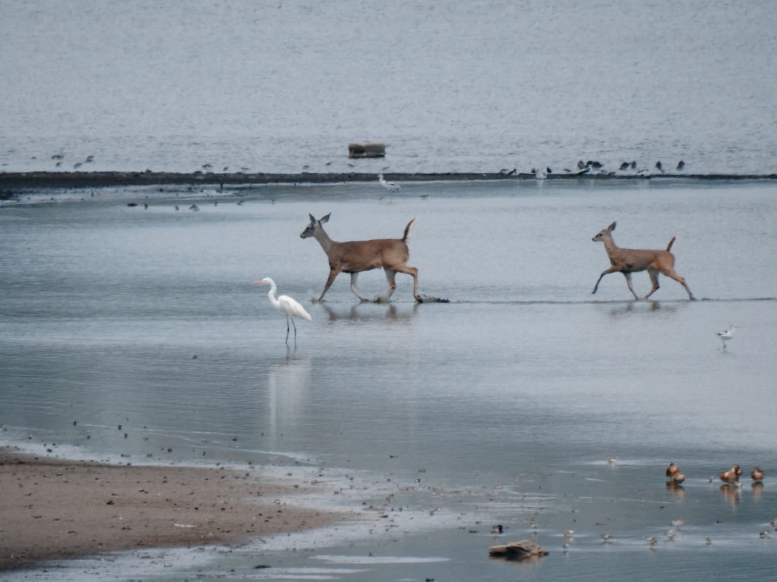 Captan venados Cola Blanca paseando en el Metropolitano de León