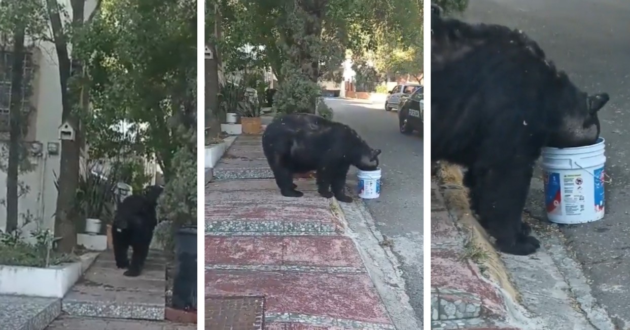 Vecinos “adoptan“ a un oso en Monterrey y lo llaman 'Charmín'