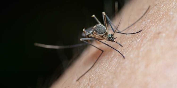 Detecta SSG más de 200 casos de Dengue en Guanajuato