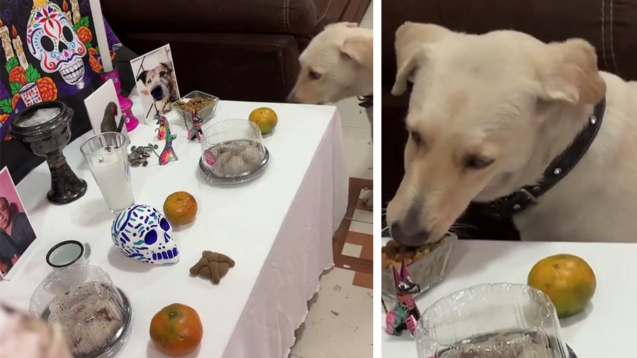 Perro se vuelve viral al devorar ofrenda de altar de muertos