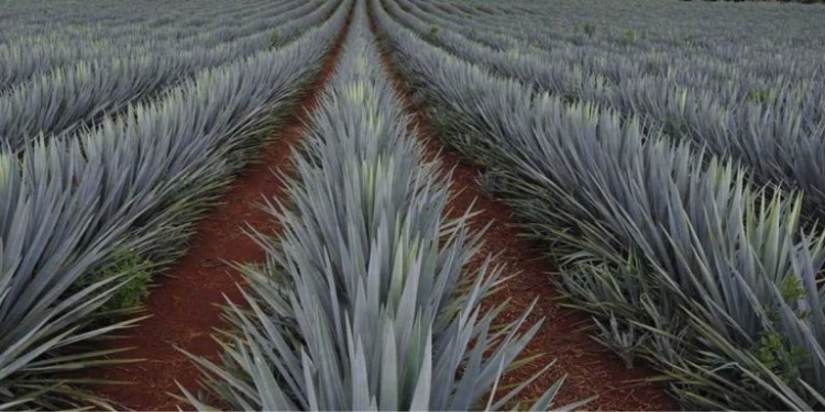 Incremento en siembra de agave tiene riesgos para medio ambiente: Sdayr