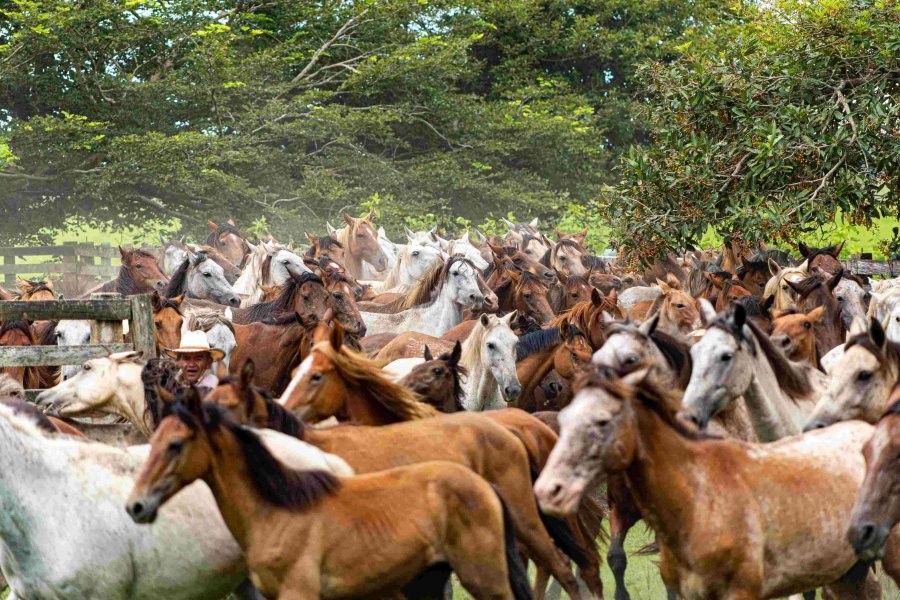 Australia reanudará disparar a caballos silvestres