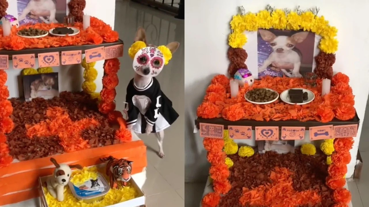 'Lomito' disfrazado de Catrina derrite de amor a usuarios de TikTok