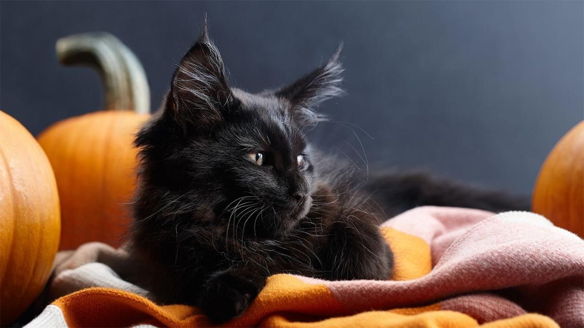Halloween y los gatos negros: la falsa creencia desenmascarada