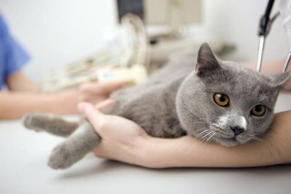 Rescate de gatos incrementa en un 40% en León