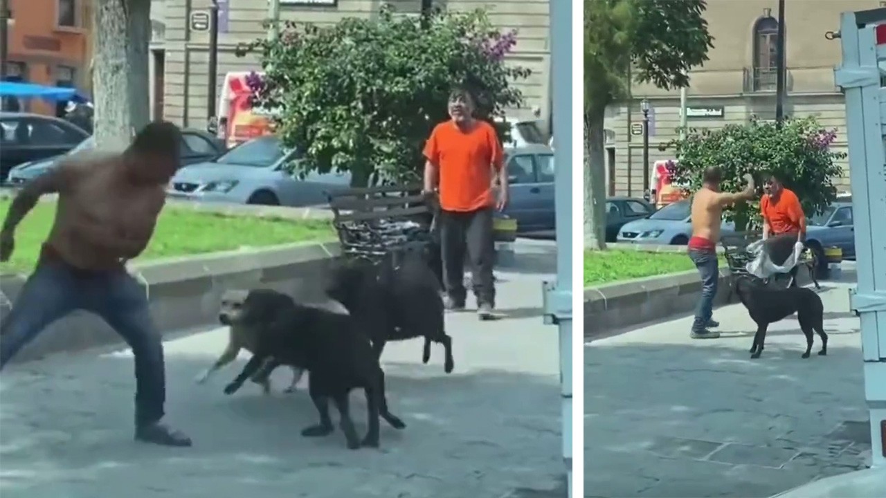 Manada de perros detiene pelea en San Luis Potosí