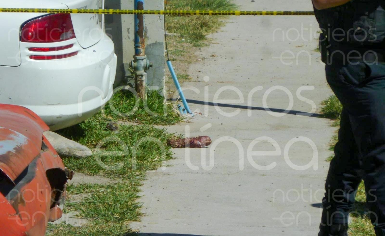 Descubren a perro devorando órganos humanos en Brisas del Campestre