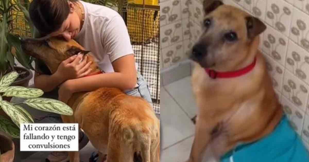 Así fue el último día del perrito “Trompas“ antes de morir (Video)