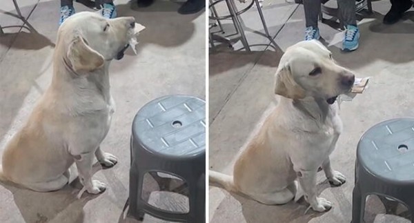 Oso, el tierno labrador que intercambia objetos por comida