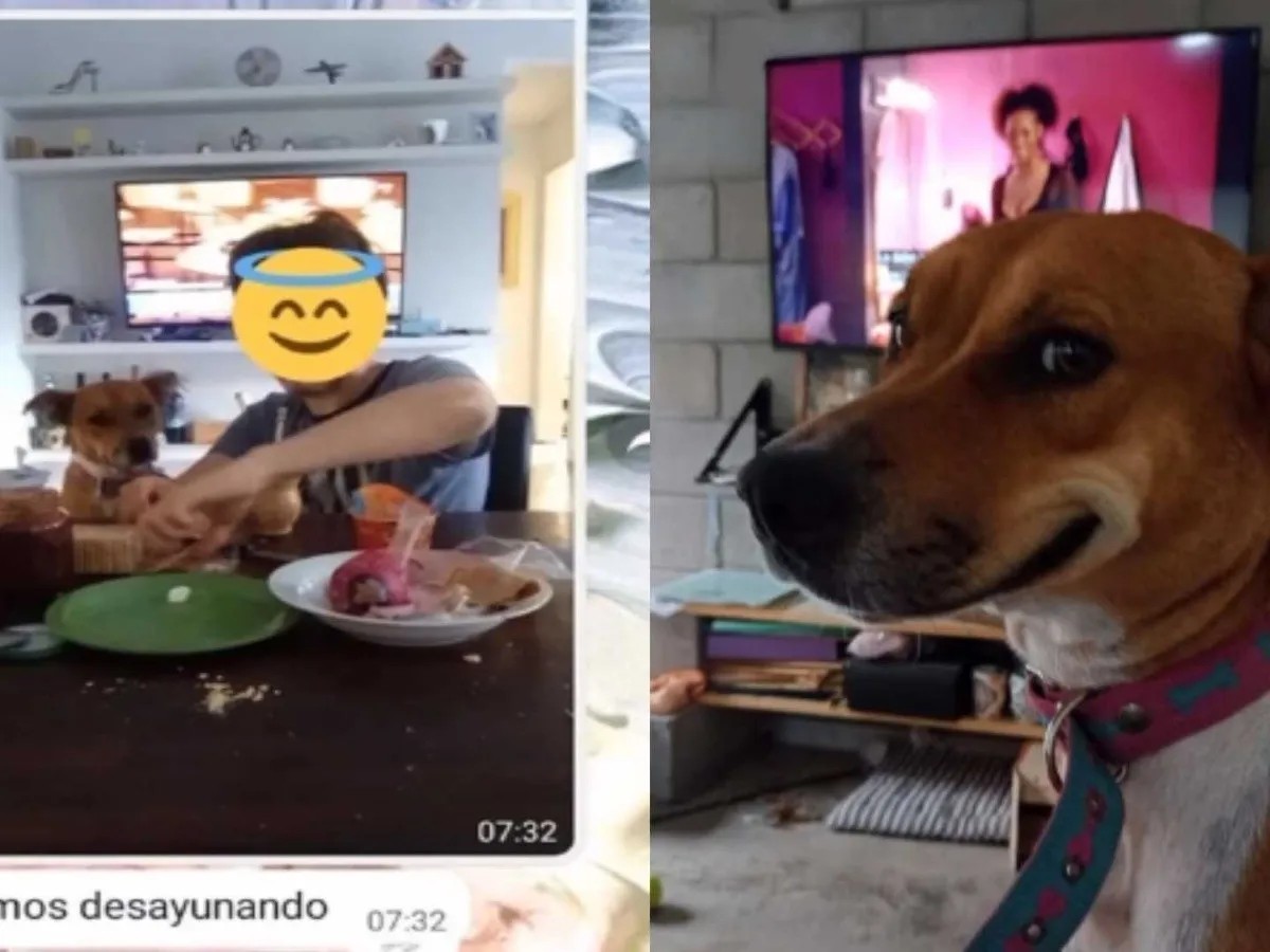 Perrito se escapa para desayunar y conquista las redes
