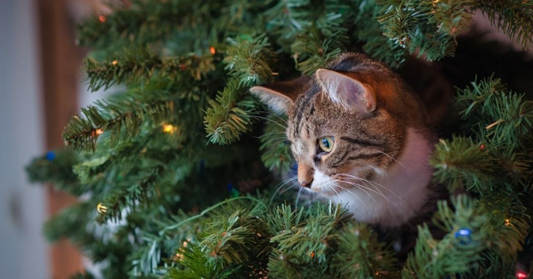 ¿Cómo evitar que tu gato desafíe a tu árbol de Navidad?