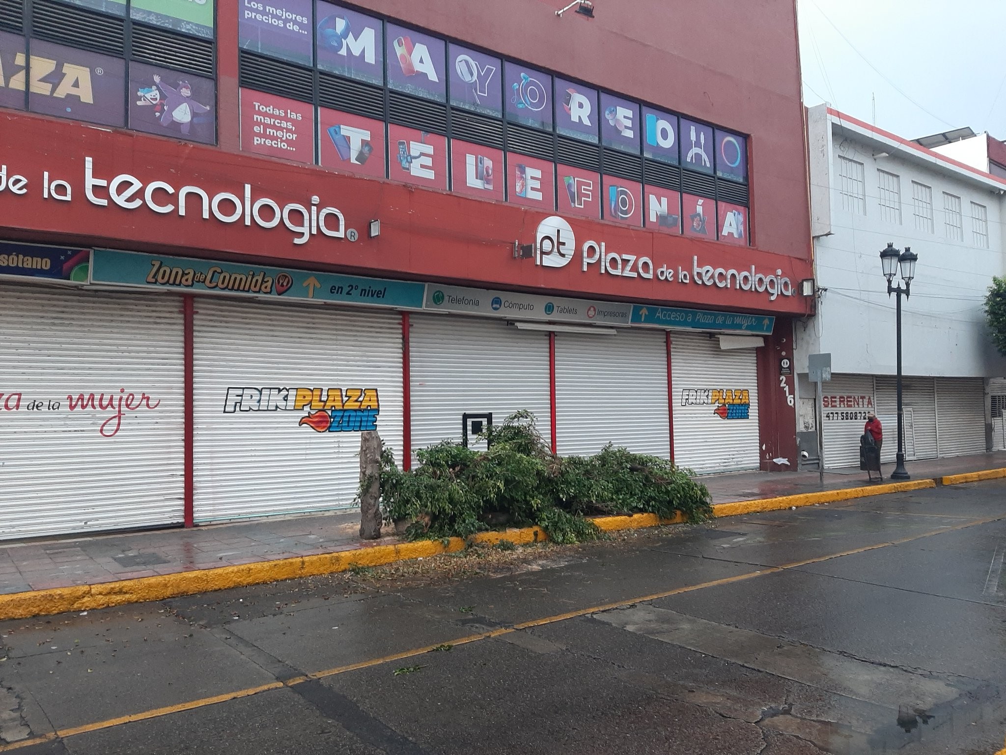 Aclara Municipio tala de árbol afuera de Plaza de la Tecnología en León