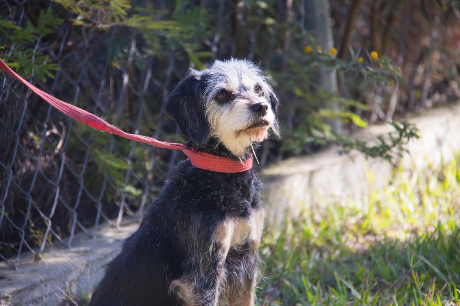 Animalistas piden tomar conciencia al adoptar mascotas para regalos de Navidad