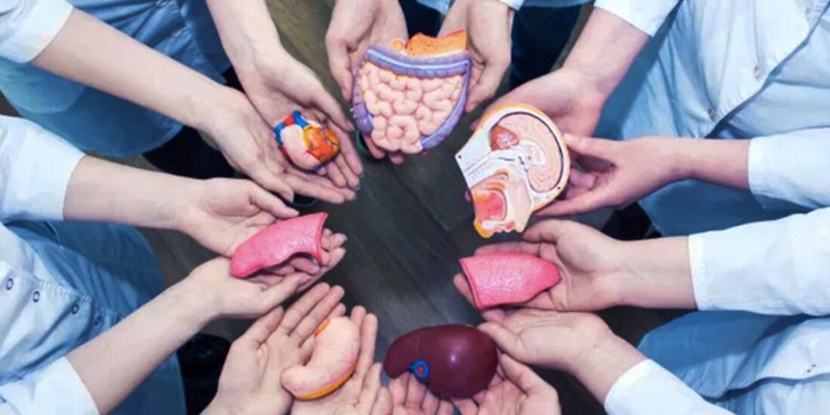 Más de mil 600 guanajuatenses esperan la donación de un órgano