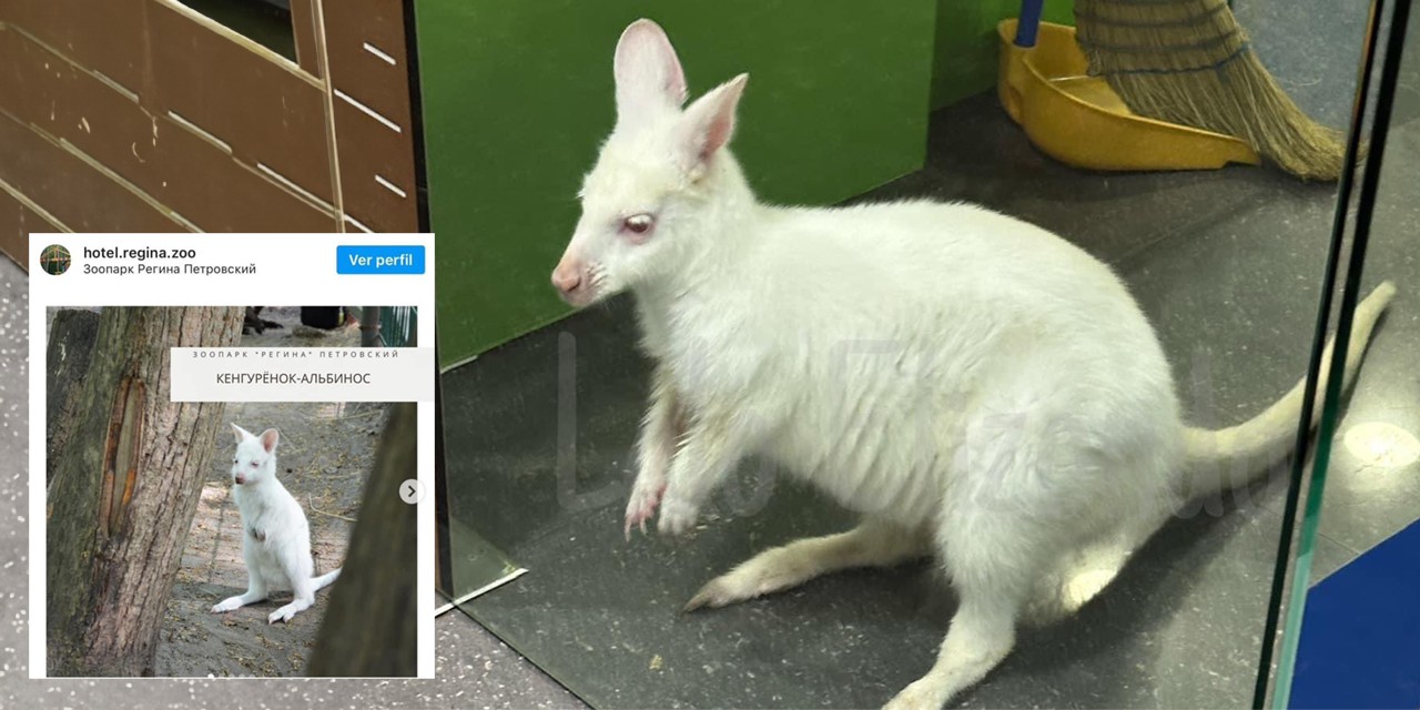 Descubren en una tienda de Monterrey a un raro canguro albino