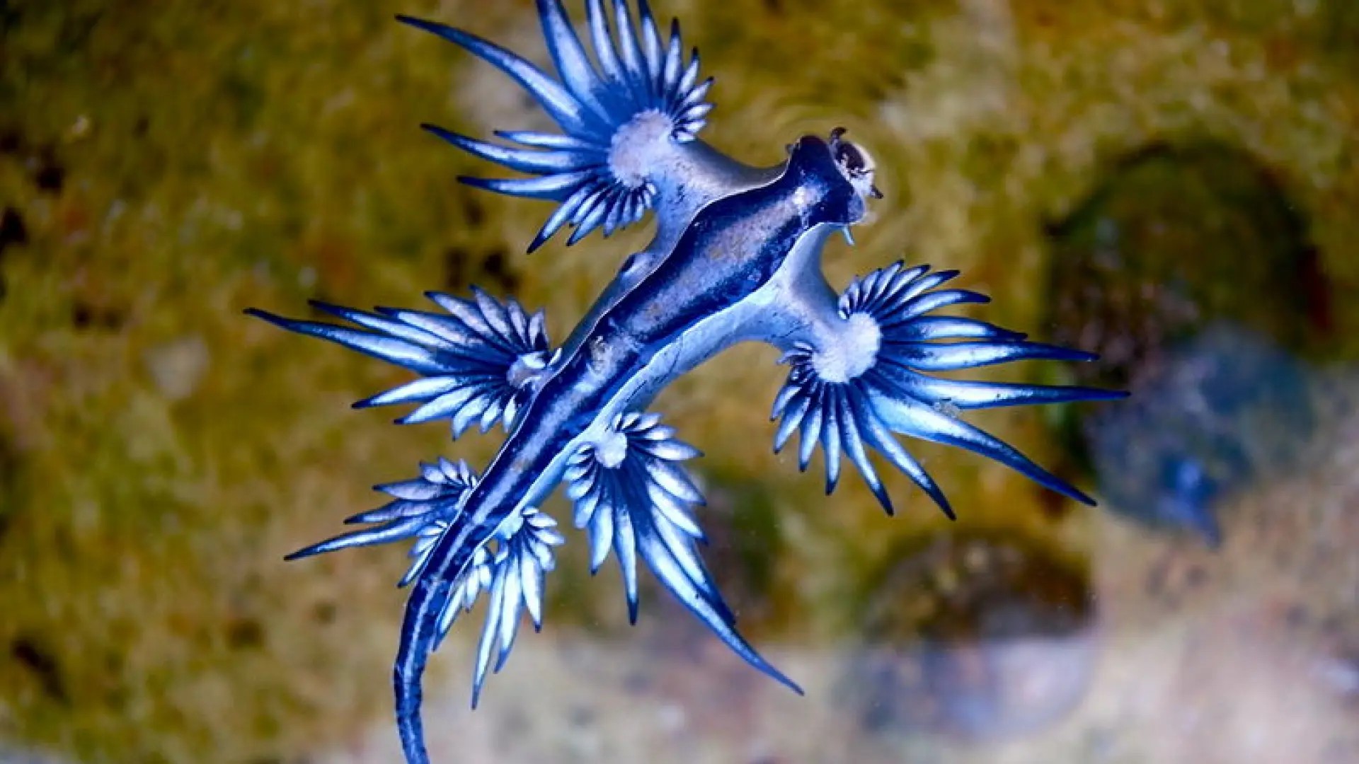 Dragón Azul, el pokémon de la vida real