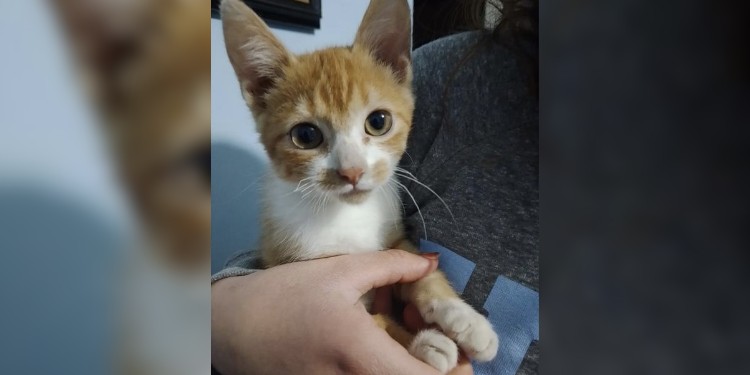 Registran disminución en adopciones de gatos en León