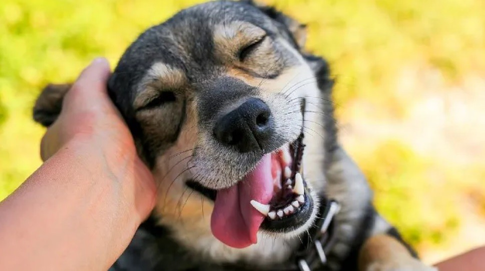 EU cerca de aprobar medicamento para alargar vida de perros talla grande