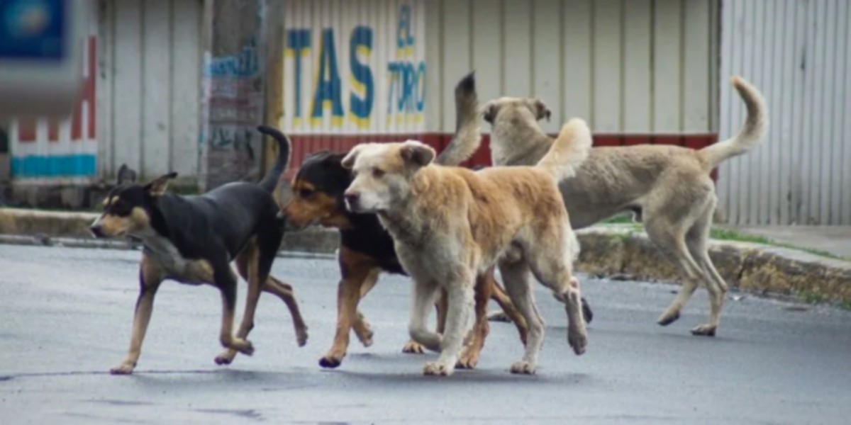 Pese a campañas, dueños de talleres se niegan a esterilizar a sus perros