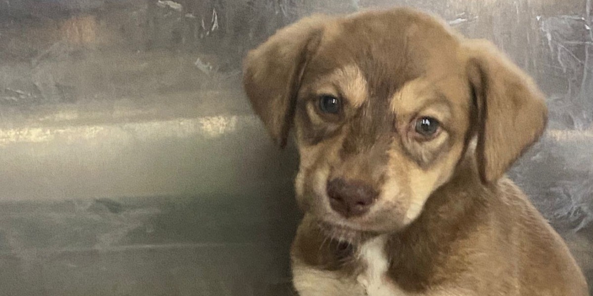 Piden a Reyes Magos no regalar mascotas, ya que luego son abandonadas 