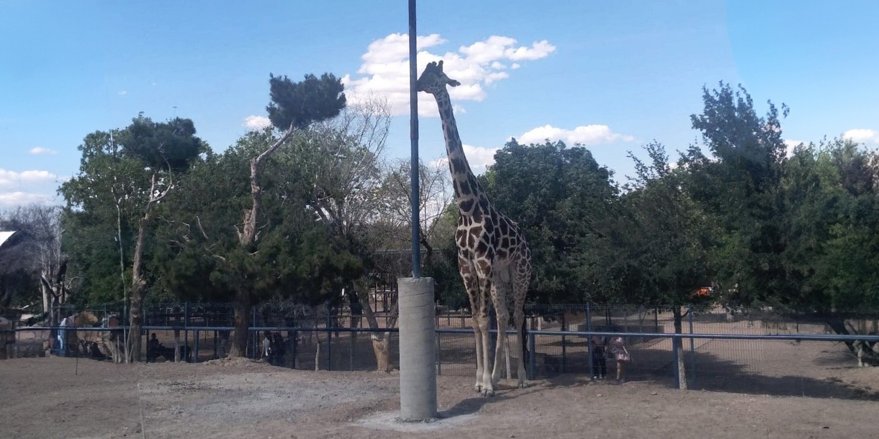 Maltrato animal: Caso de la jirafa Benito en Ciudad Juárez