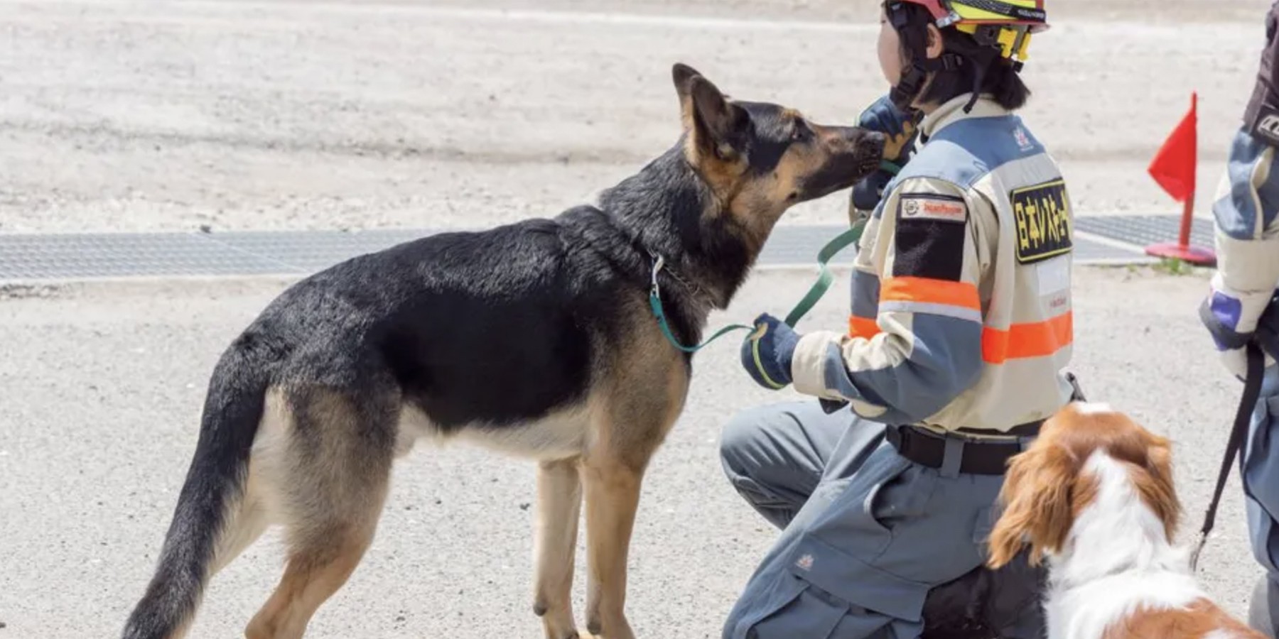 Perrito Jennifer, el héroe de Japón tras sismo