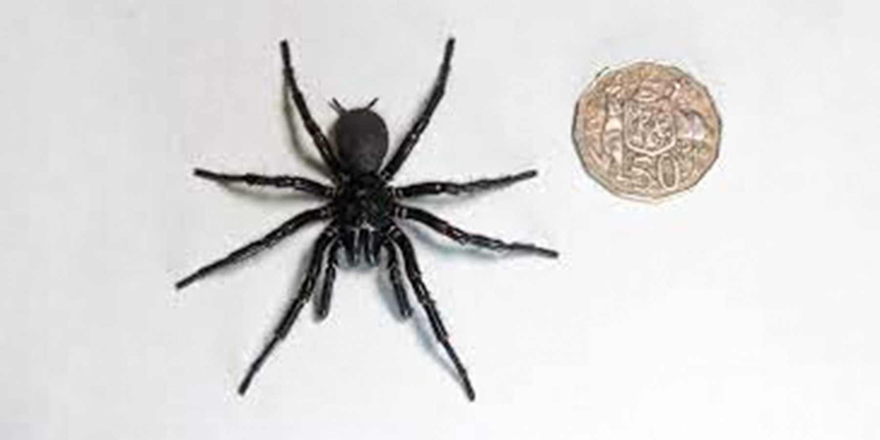 Encuentran a 'Hércules', la araña más venenosa del mundo