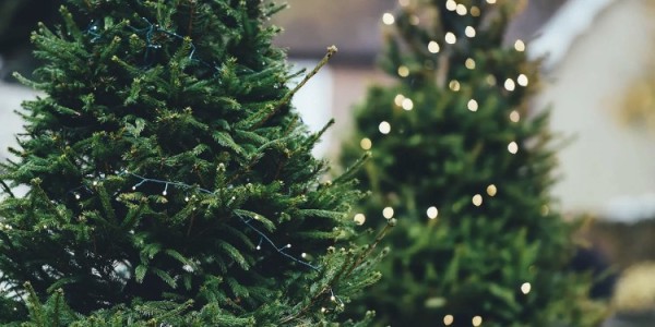 León: Arranca campaña de reciclaje de árboles navideños