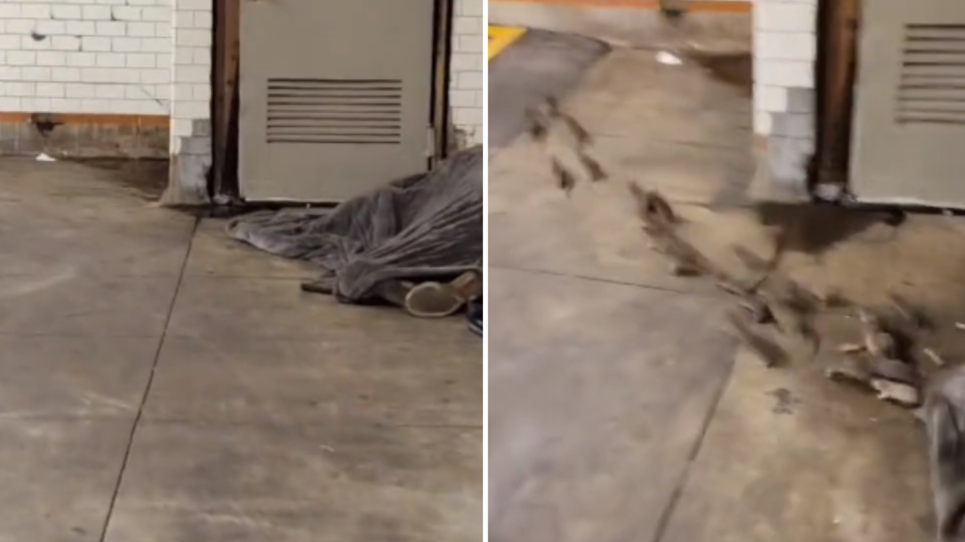 Vagabundo duerme junto a manada de ratas en el metro de NY (Video)