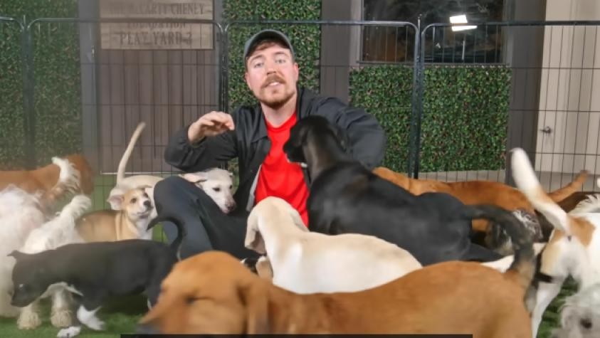 Mr Beast, el héroe que rescata y construye un santuario para 100 perros