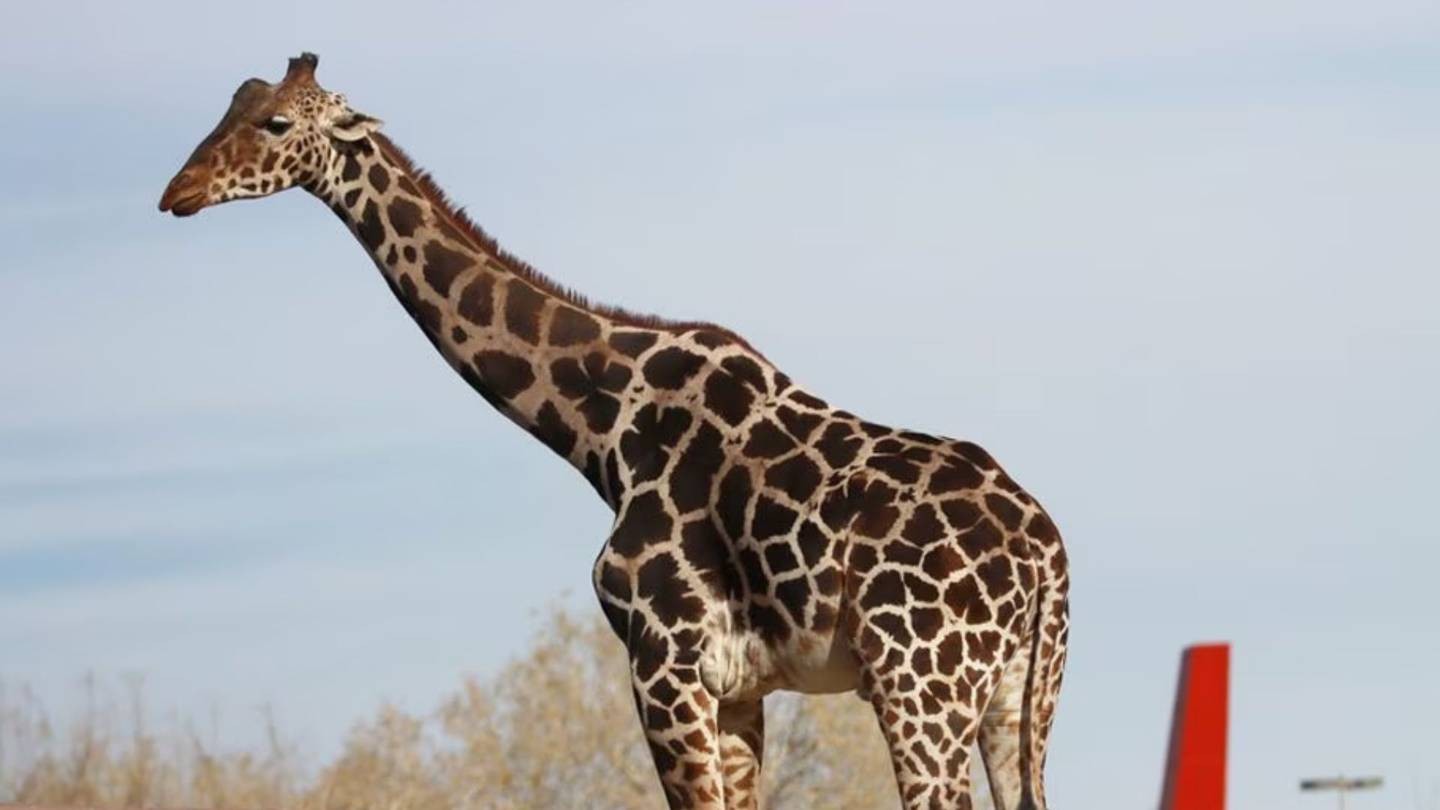 Africam Safari celebra la llegada de la jirafa Benito