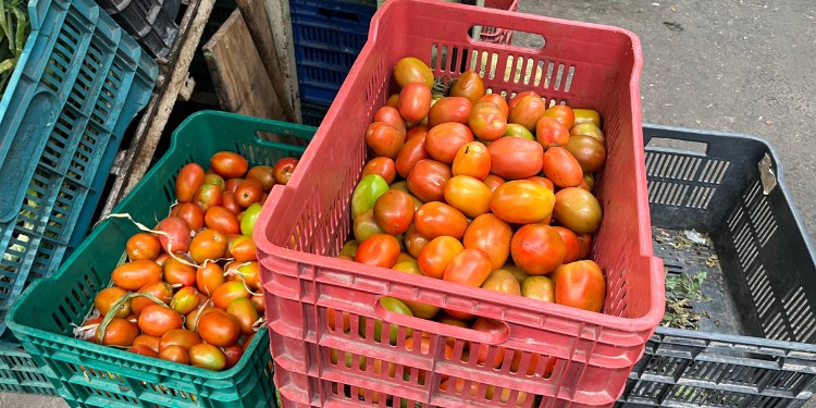 Precio del jitomate se mantiene elevado en mercados de León