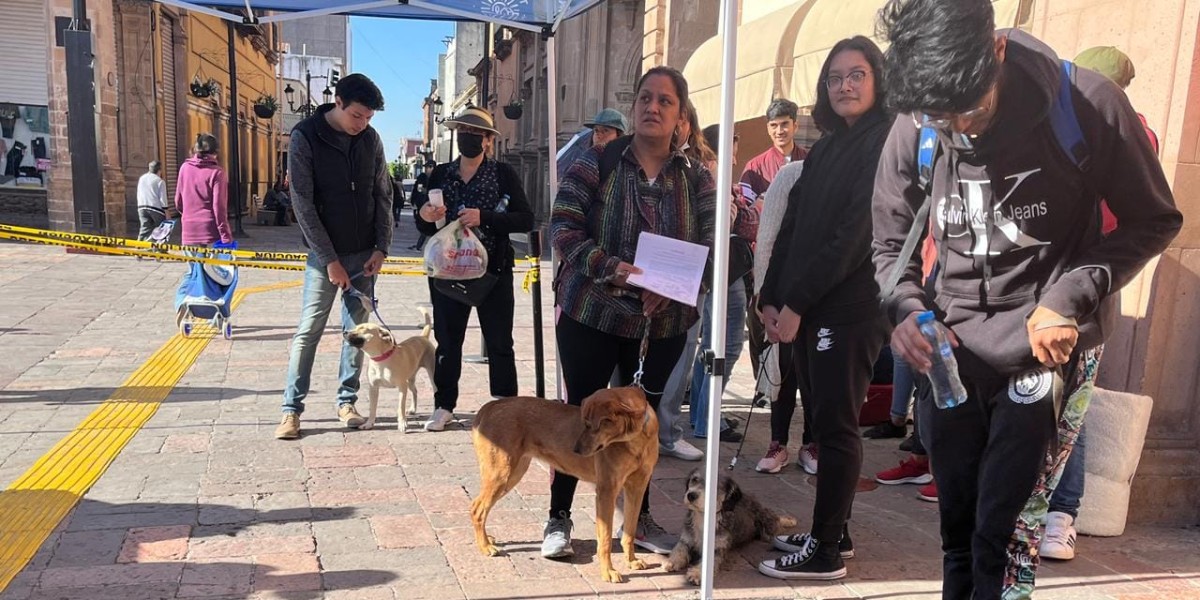 Esterilizarán a mascotas durante todo febrero en León; conoce dónde
