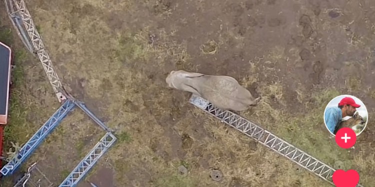 Activista denuncia abandono de elefante; Zoo León podría recibirlo