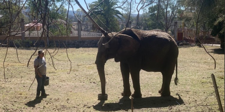 Asegura Profepa a la elefanta Annie en León; vivía en malas condiciones