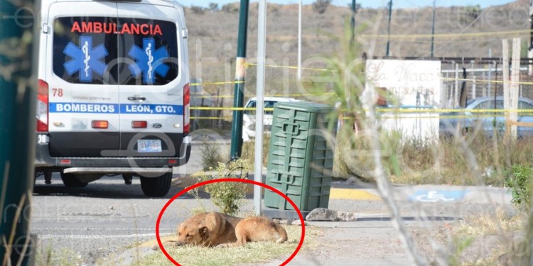 Localizan el cadáver de un hombre tras ver a perro devorar una mano