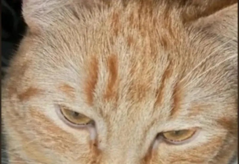 El gatito que ayuda a limpiar frijoles se vuelve viral