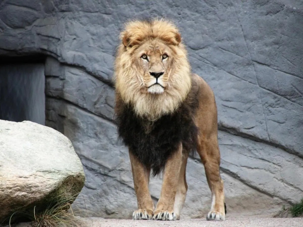 Hombre muere por tomarse una selfie con un león