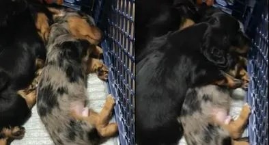 Perrito que abraza y calma a su hermano se hace viral