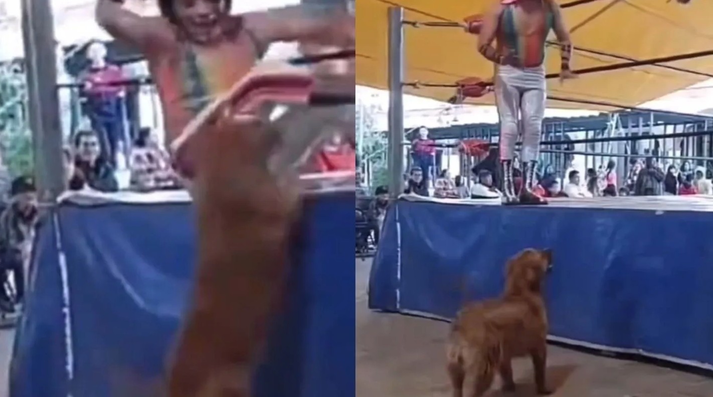 Inesperado invitado: perrito se suma a pelea de lucha libre