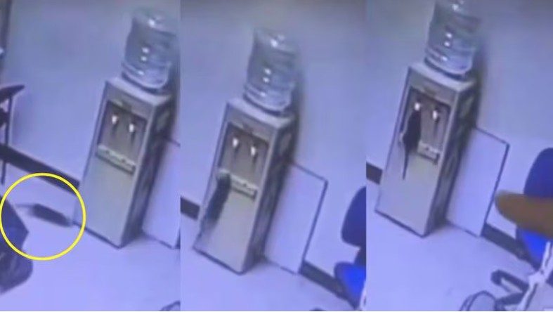 Captan a rata usando dispensador de agua en oficina (Video)