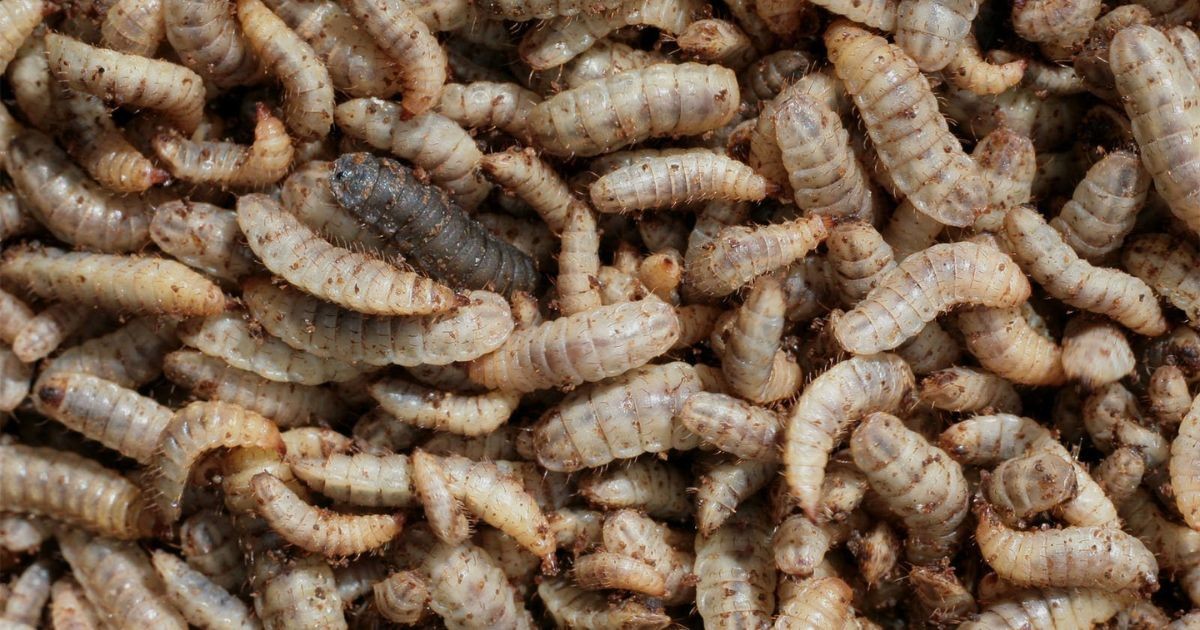 ¿Grasa de insectos el sustituto de mantequilla?