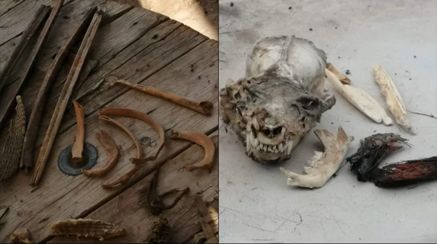¿Nahual en Coahuila? Hallazgo de cráneo con colmillos desata comentarios