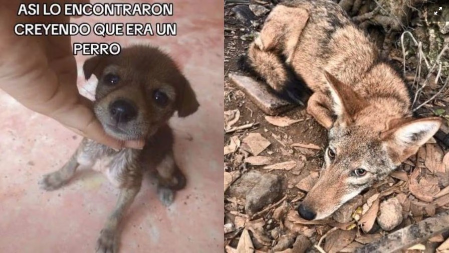 ¡Sorprendente! Mujer rescata a lo que creía era un cachorro, resulta ser un coyote