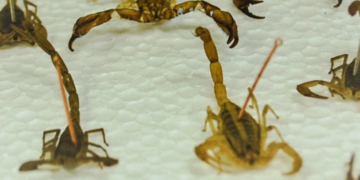 Cuenta la Cruz Roja Guanajuato con antídoto suficiente contra alacranes