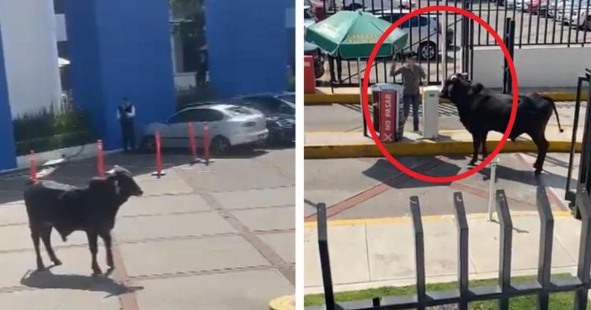 Captan a un toro intentando entrar a una preparatoria en la CDMX (VIDEO)