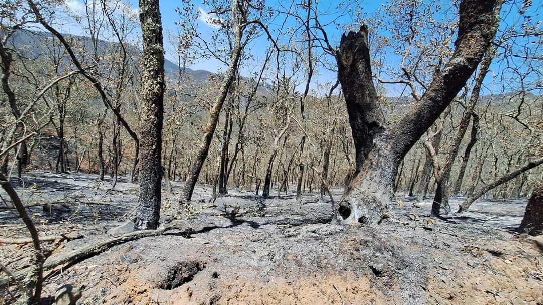 Incendio en sierra de Santa Rosa: Logran el 65% de control y más del 60% de liquidación